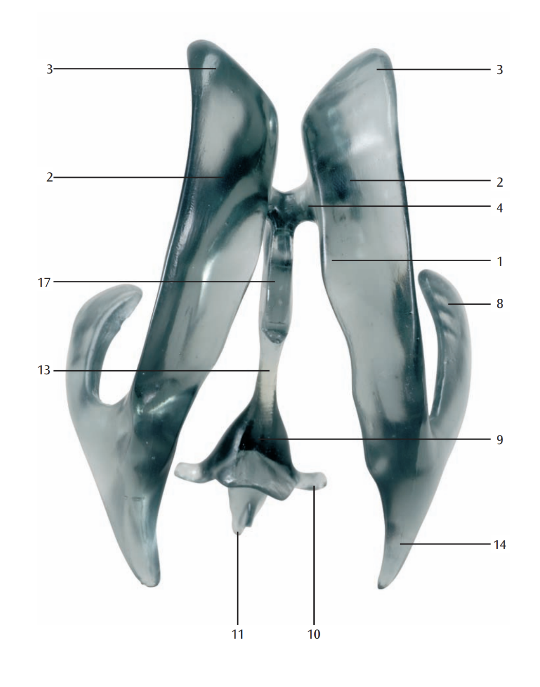 The ventricles of the brain