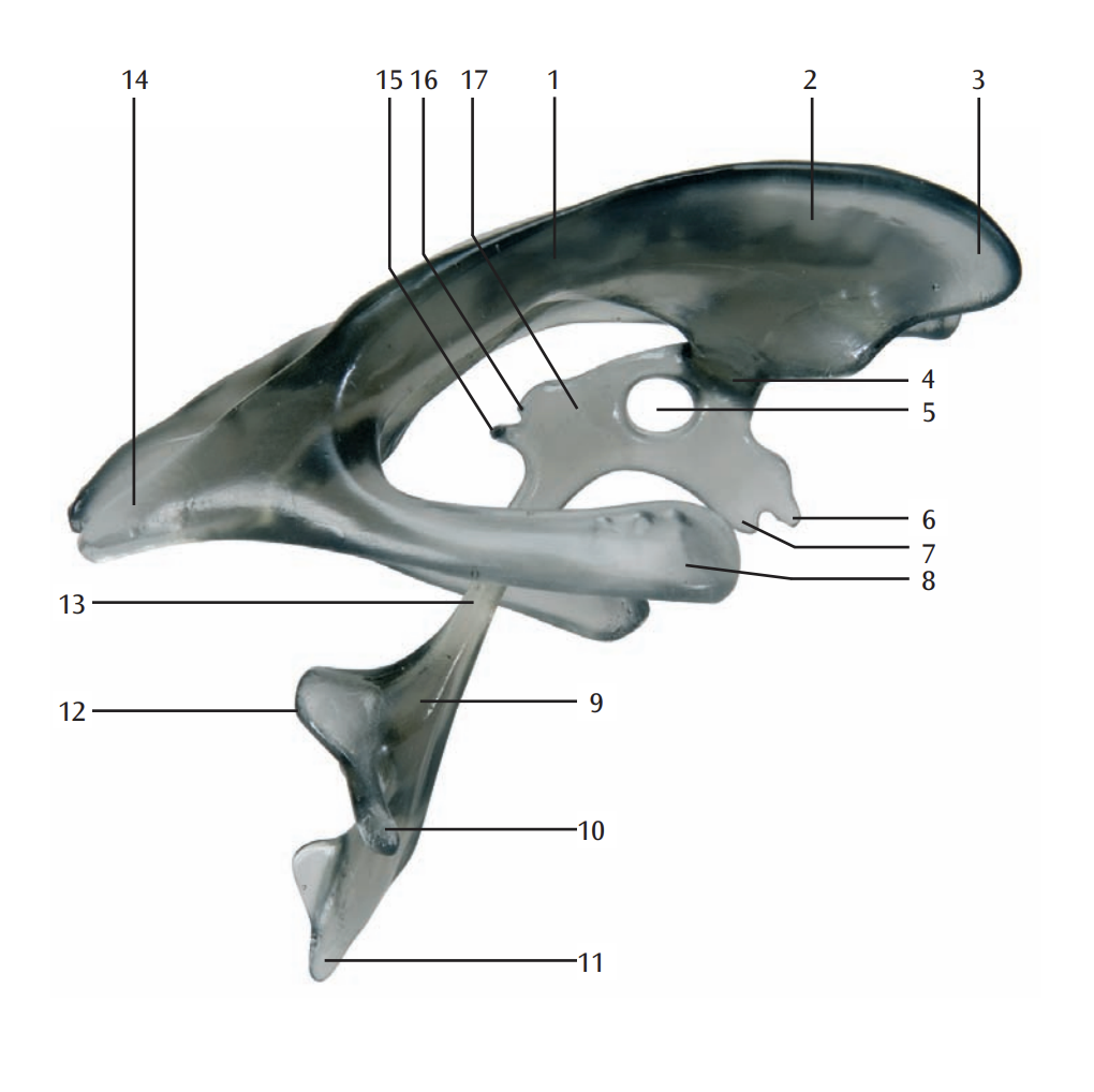 The ventricles of the brain