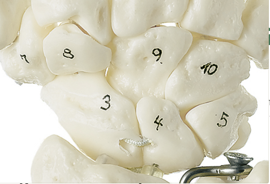 SOMSO skeleton model of hand with part of the forearm bones mounted on elastics