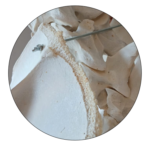 Horse skeleton, real bones for veterinary studies from eAnatomi