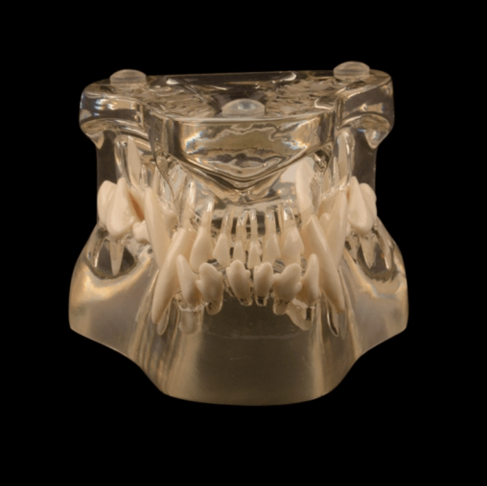 Hundekæbe m. tænder, anatomisk model i plastik - eAnatomi