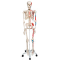 Skeleton with muscle markings, anatomical model of 177 cm