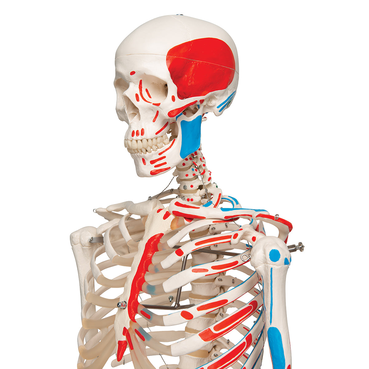 Skeleton with muscle markings, anatomical model of 177 cm