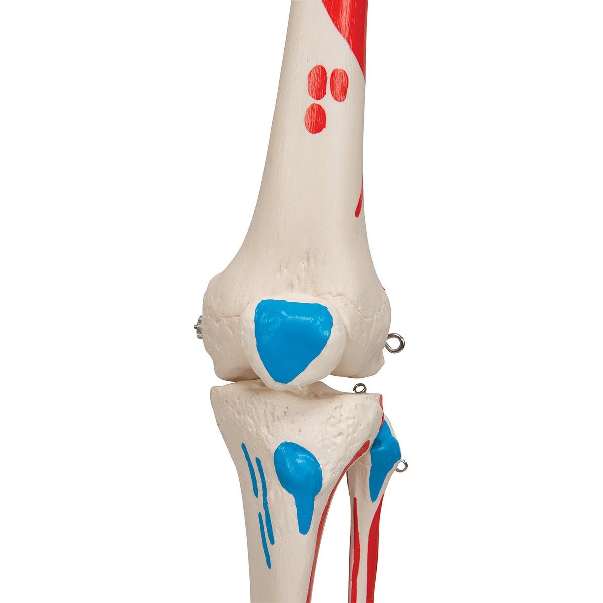 Skeleton with muscle markings, anatomical model of 177 cm