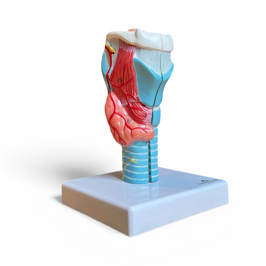 Life-size larynx model with vocal cords, 2 parts
