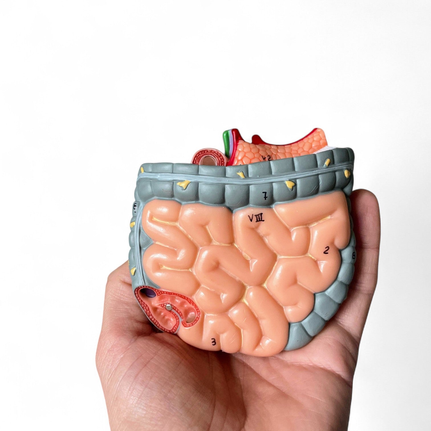 Torso, begge køn, anatomisk model i 15 dele, 43 cm