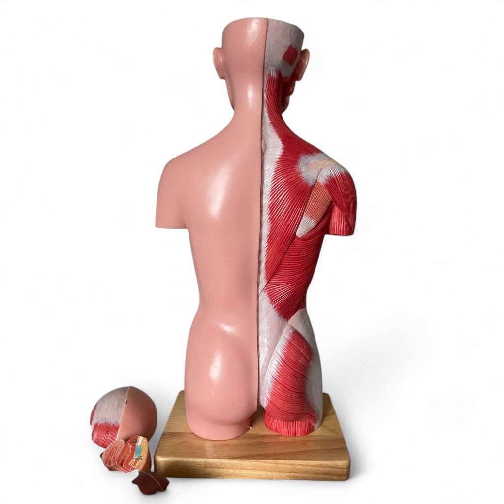Torso, both sexes, anatomical model in 15 parts, 43 cm