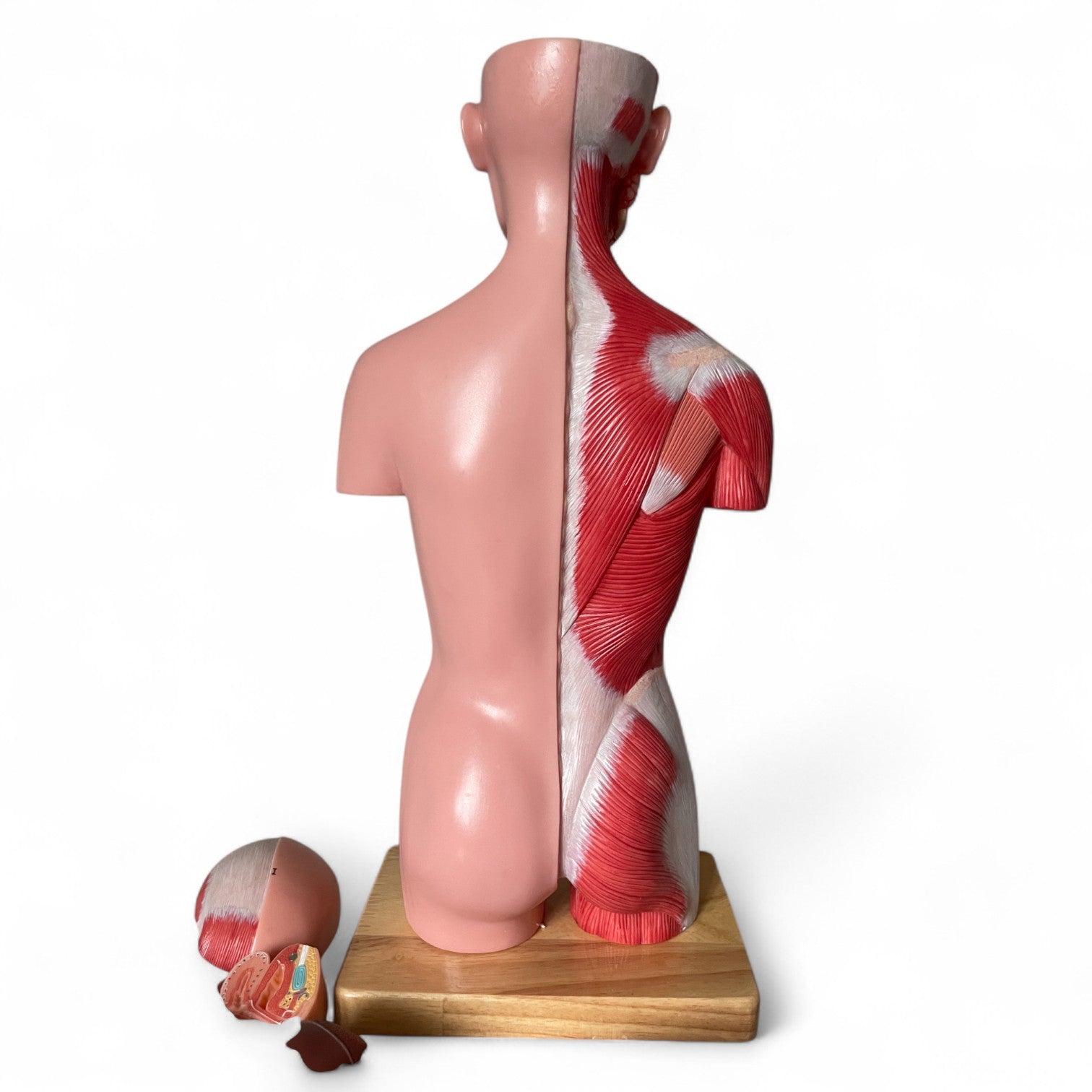 Torso, begge køn, anatomisk model i 15 dele, 43 cm