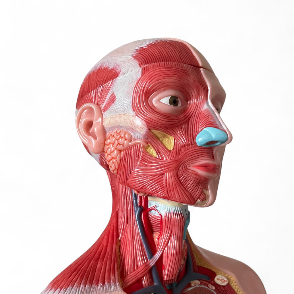 Torso, both sexes, anatomical model in 15 parts, 43 cm