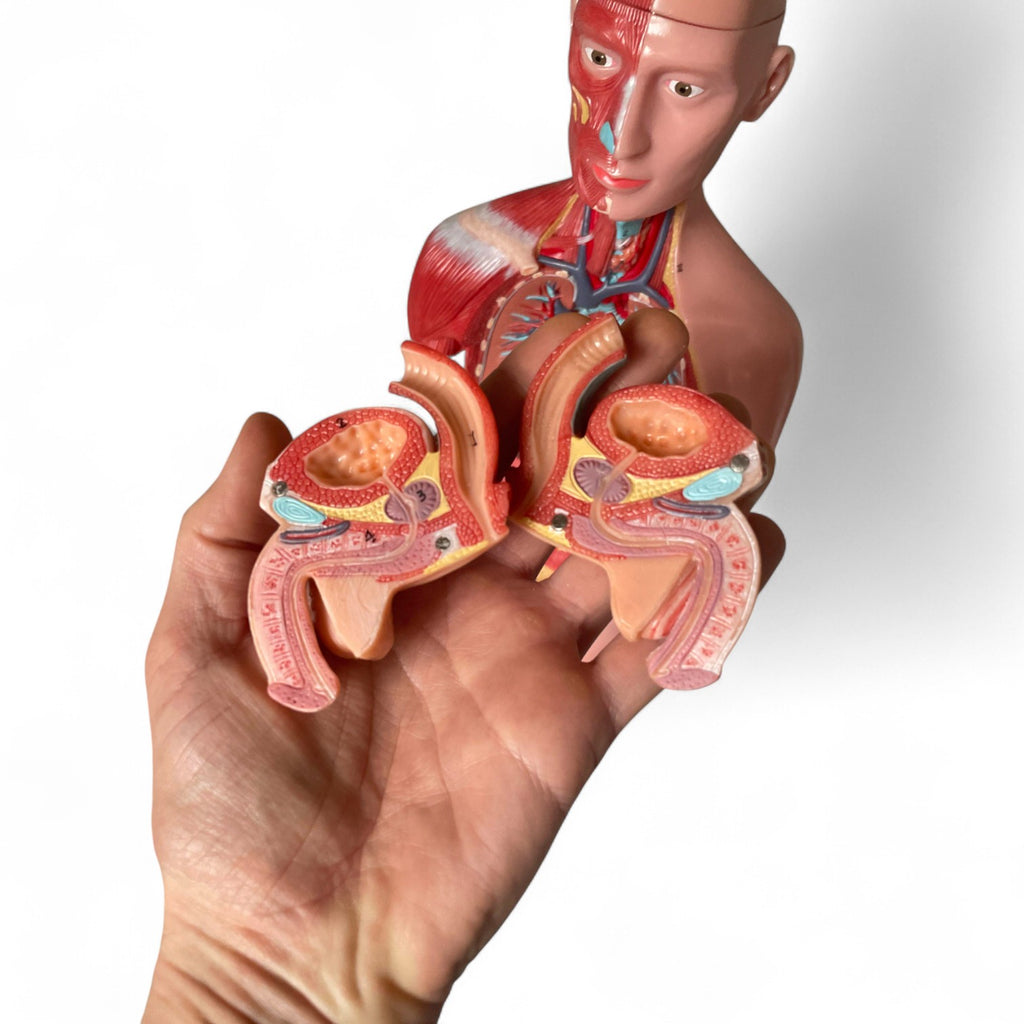 Torso, both sexes, anatomical model in 15 parts, 43 cm