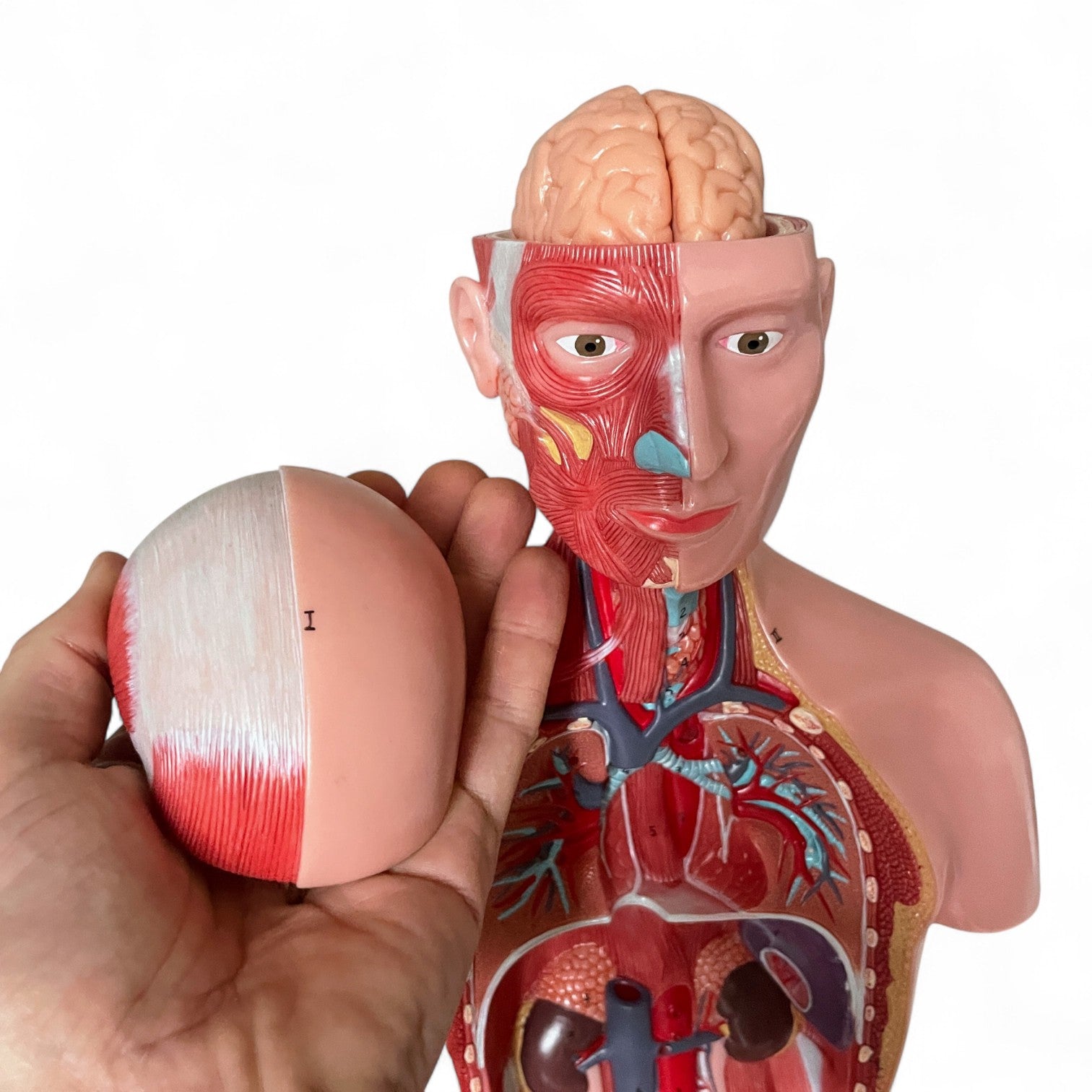 Torso, both sexes, anatomical model in 15 parts, 43 cm
