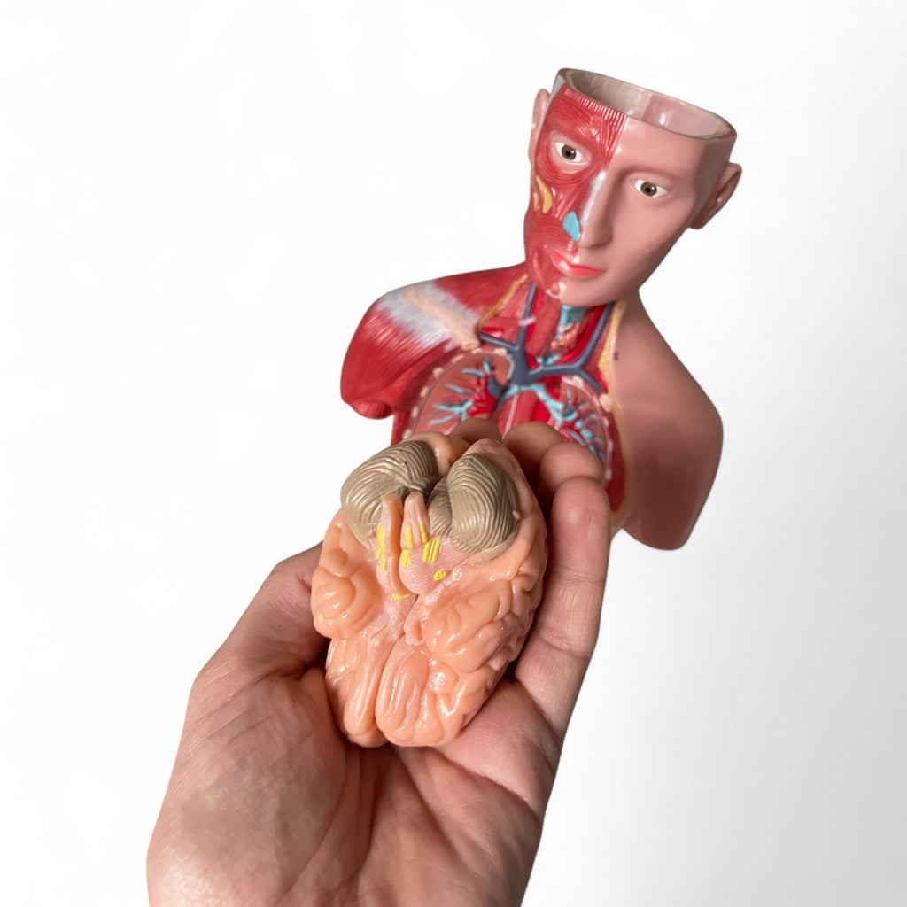 Torso, both sexes, anatomical model in 15 parts, 43 cm