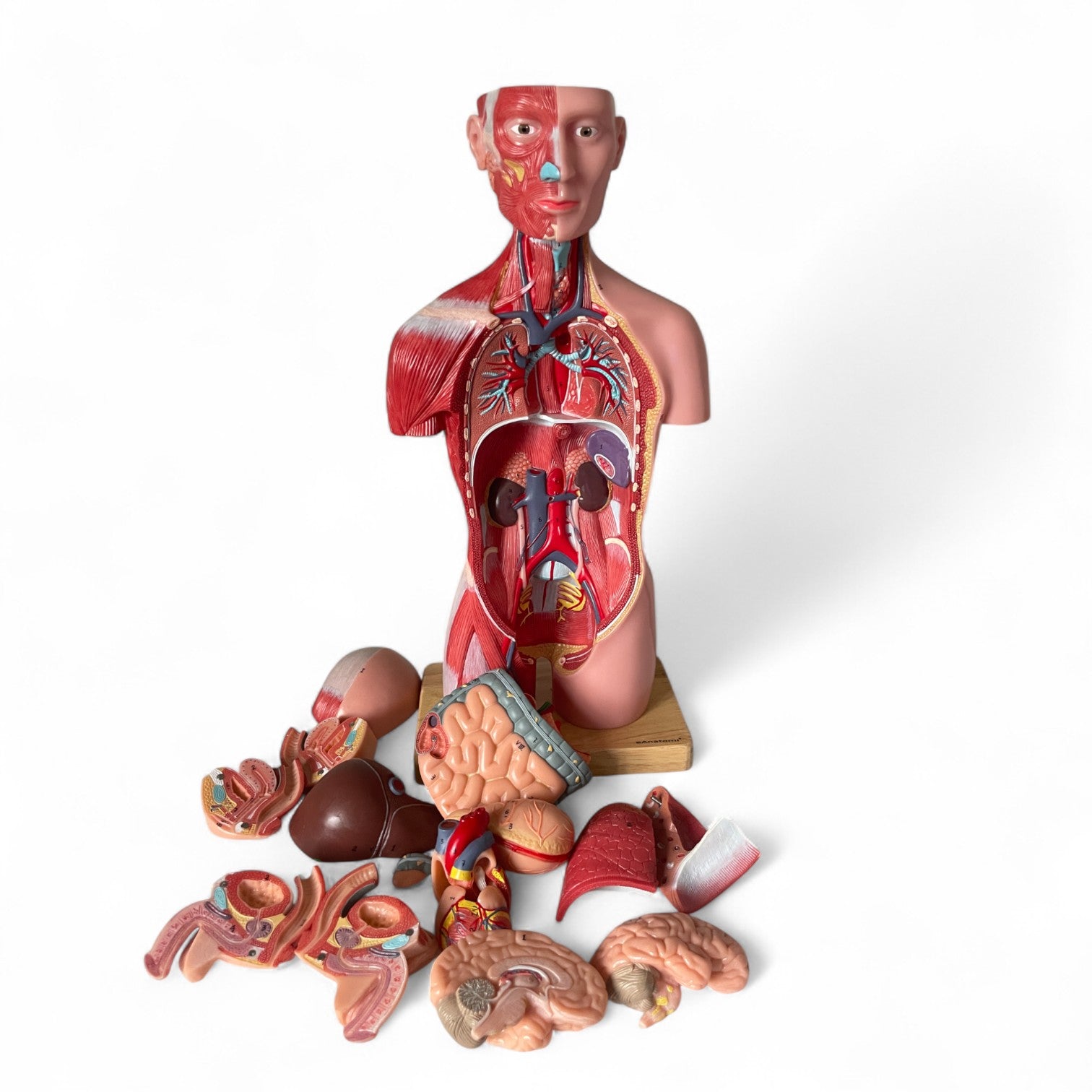 Torso, begge køn, anatomisk model i 15 dele, 43 cm
