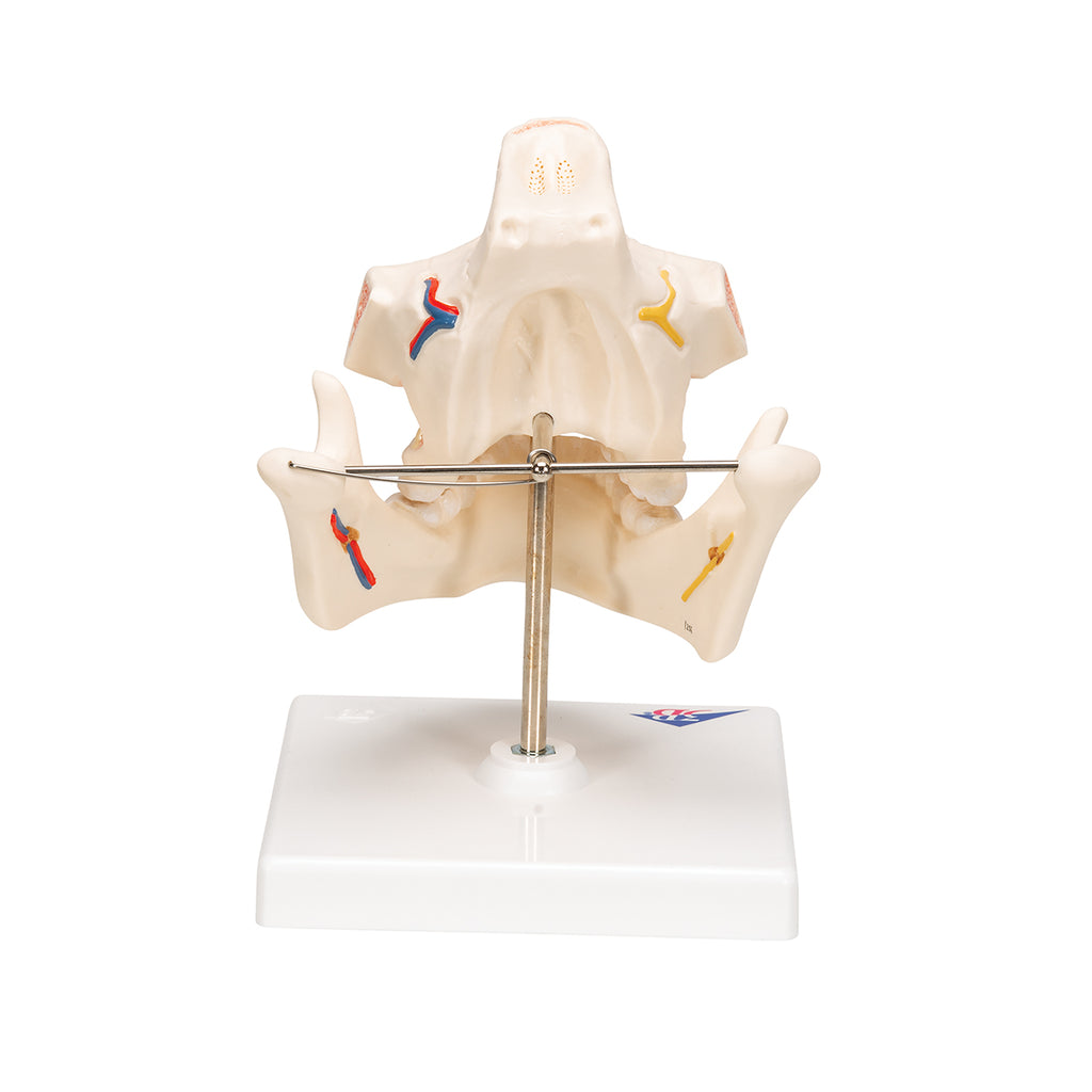 Model af tandsættet m. nerver og kar