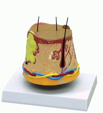 Acne, forstørret - eAnatomi