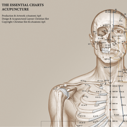Akupunkturplakat af Christian Slot Studieversionen - eAnatomi