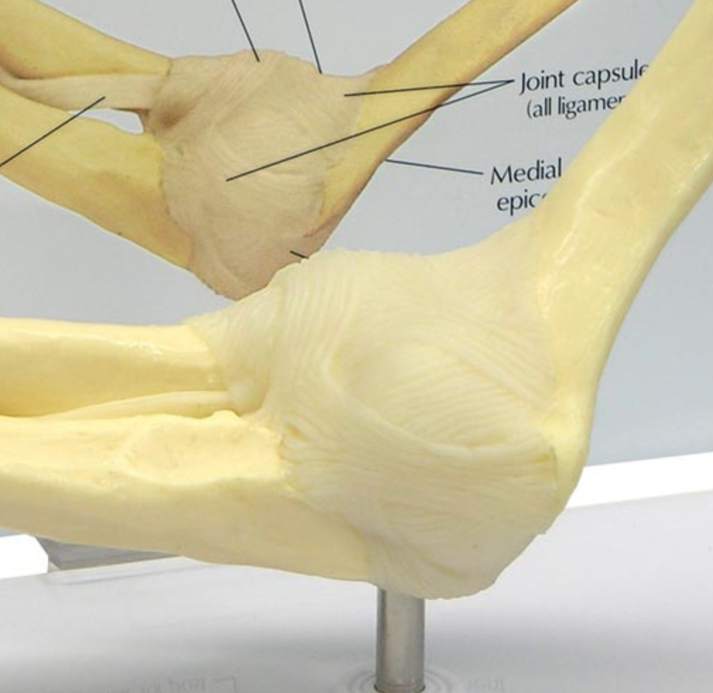 Elbow with joint capsule and ligaments