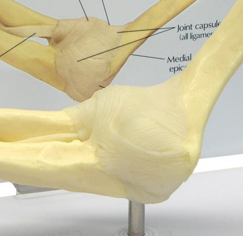 Elbow with joint capsule and ligaments