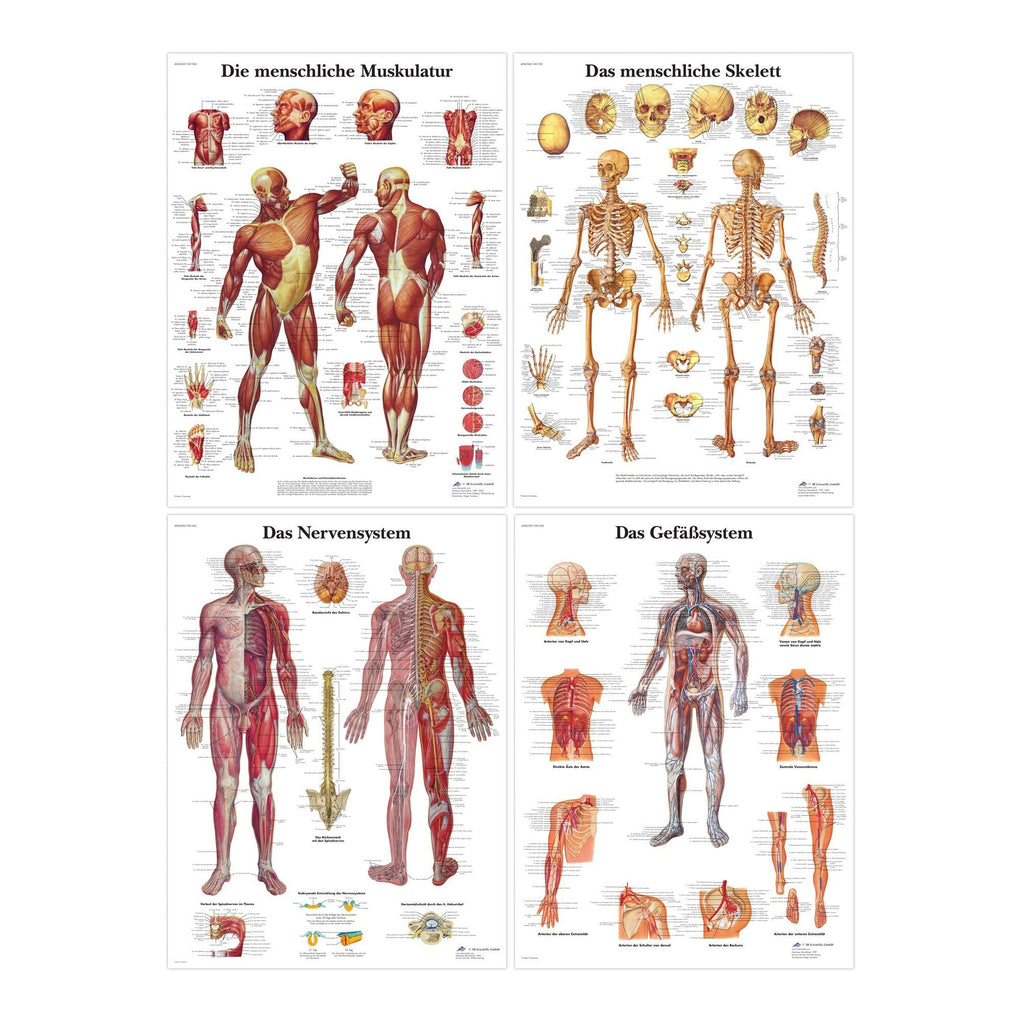 Komplet plakatsæt med skelettet, muskler, kar og nerver på latin - eAnatomi