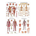 Komplet plakatsæt med skelettet, muskler, kar og nerver på latin - eAnatomi
