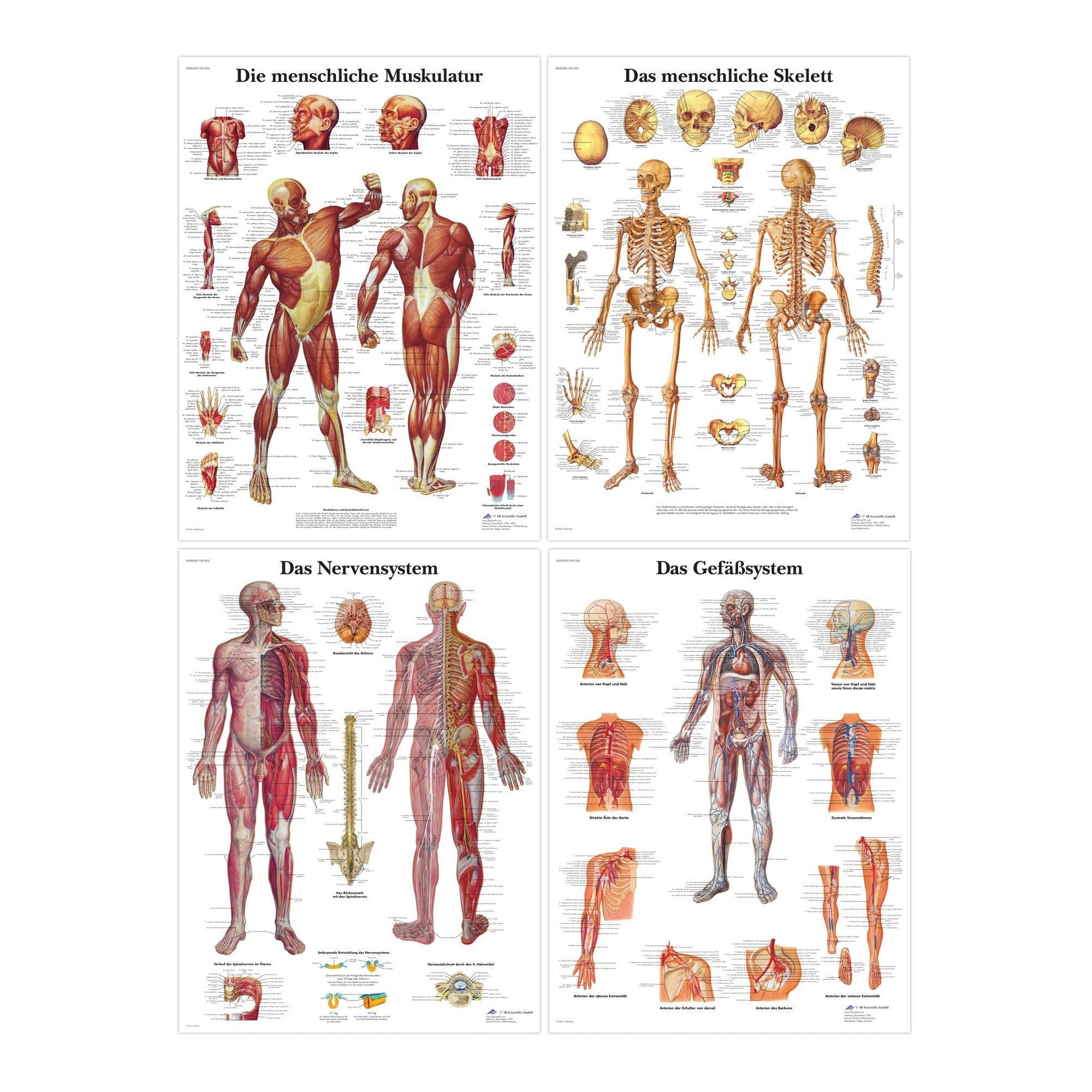Komplet plakatsæt med skelettet, muskler, kar og nerver på latin - eAnatomi