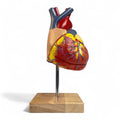 Heart model in 2 parts, life size