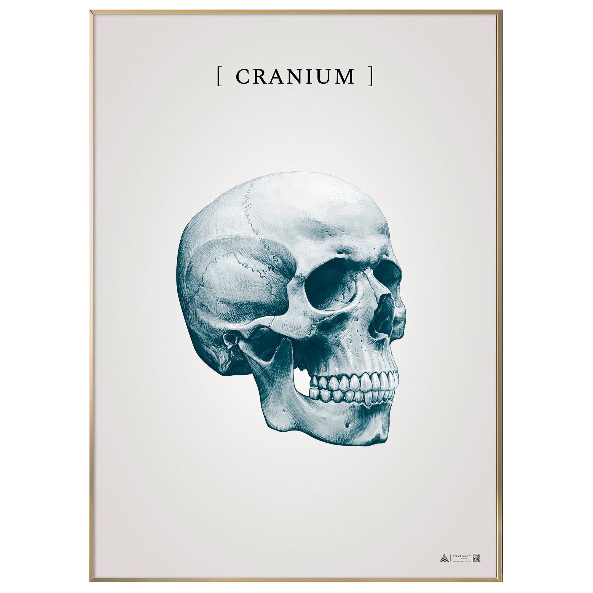 Burner skull blue - anatomisk kunstplakat - eAnatomi