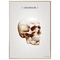 Burner skull copper - anatomisk kunstplakat - eAnatomi