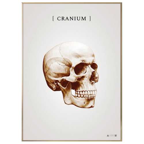 Burner skull copper - anatomisk kunstplakat - eAnatomi
