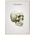 Burner skull gold - anatomisk kunstplakat - eAnatomi
