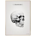 Burner skull grey - anatomisk kunstplakat - eAnatomi