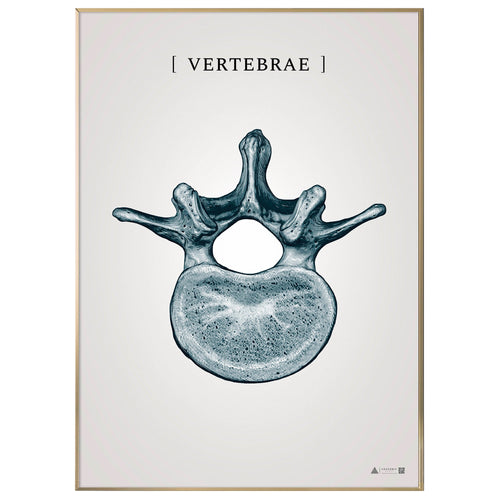 Burner vertebrae blue - anatomisk kunstplakat - eAnatomi