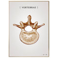 Burner vertebrae copper - anatomisk kunstplakat - eAnatomi