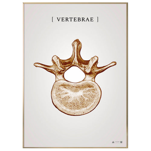 Burner vertebrae copper - anatomisk kunstplakat - eAnatomi