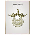 Burner vertebrae gold - anatomisk kunstplakat - eAnatomi