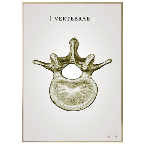 Burner vertebrae gold - anatomisk kunstplakat - eAnatomi