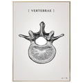 Burner vertebrae grey - anatomisk kunstplakat - eAnatomi