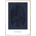 Anatomisk kunstplakat Diaphragma blue grain - eAnatomi
