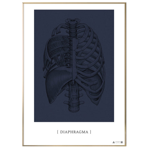 Anatomisk kunstplakat Diaphragma blue grain - eAnatomi