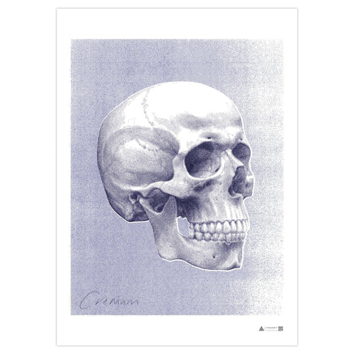 Anatomisk kunstplakat Pop Skull Blue - eAnatomi