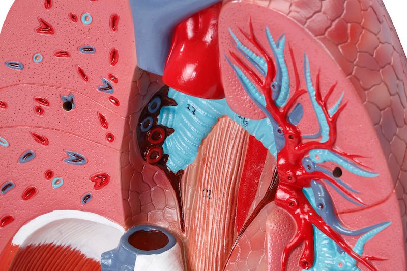 Thorax' indre organer, 6 dele - eAnatomi