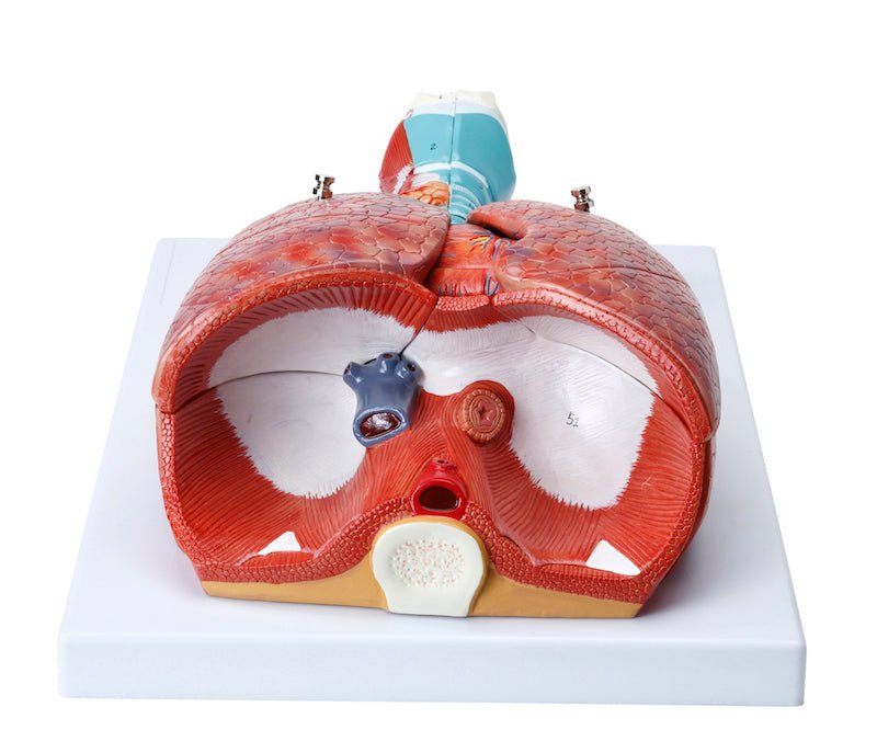 Thorax' indre organer, 6 dele - eAnatomi
