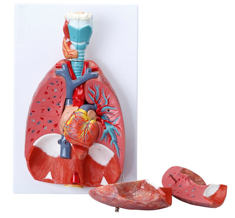 Thorax' indre organer, 6 dele - eAnatomi