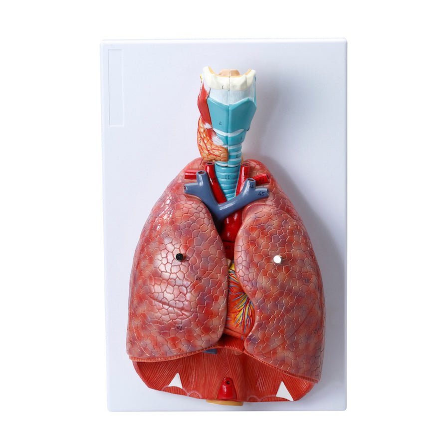 Thorax' indre organer, 6 dele - eAnatomi