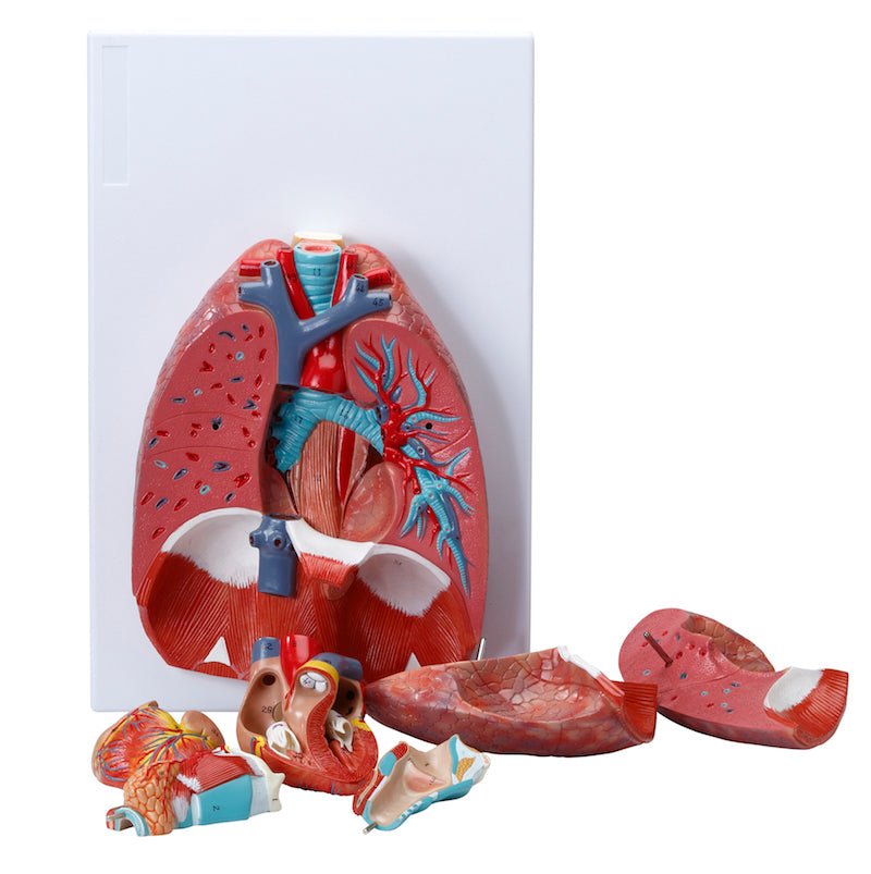 Thorax' indre organer, 6 dele - eAnatomi