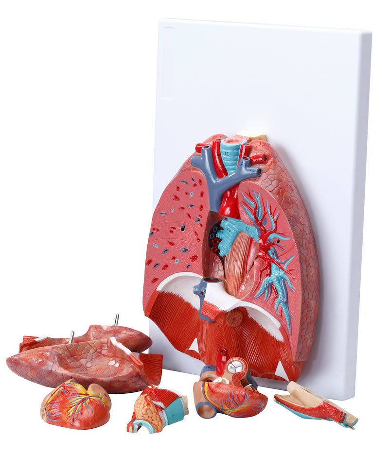 Thorax' indre organer, 6 dele - eAnatomi
