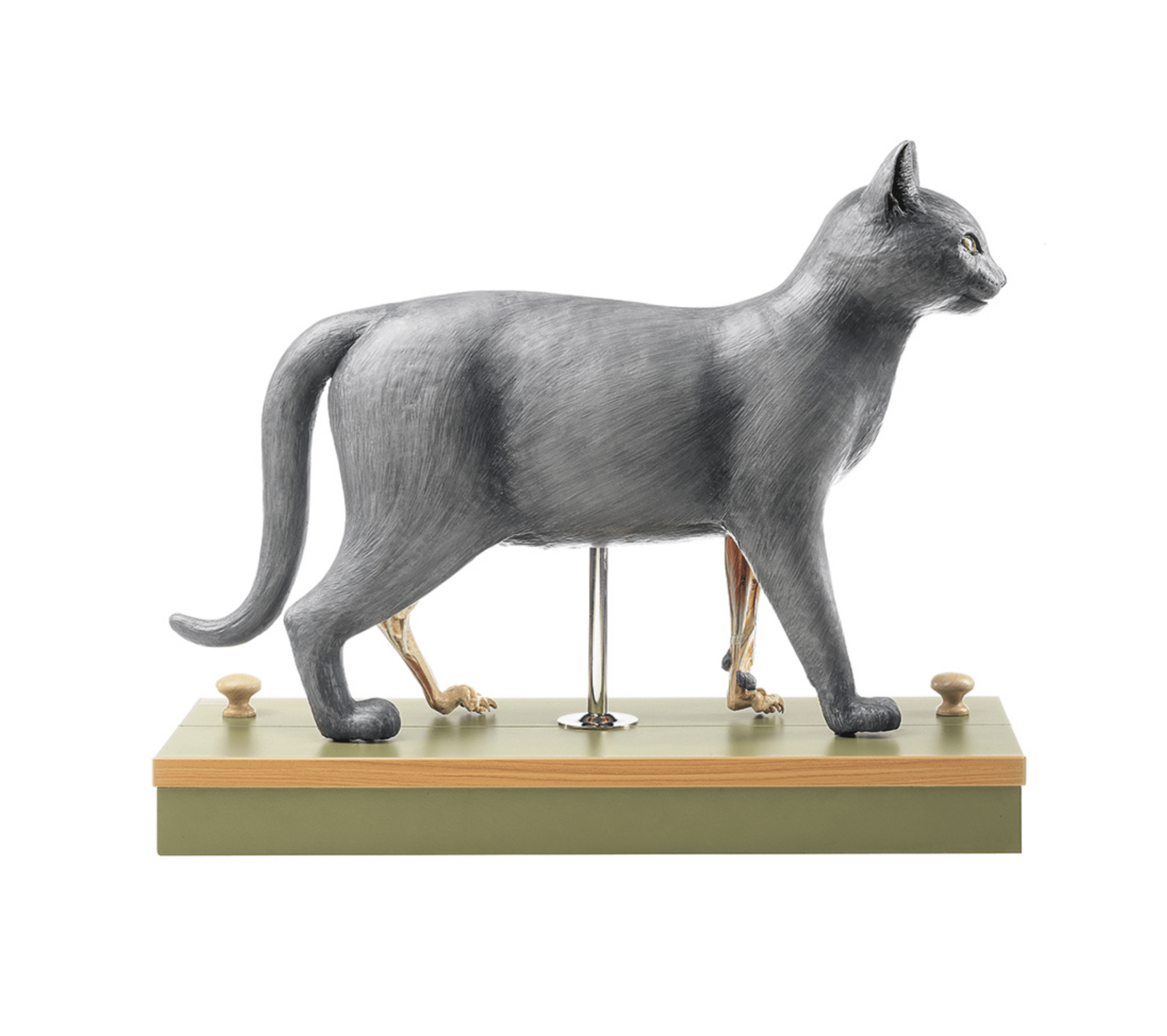 Naturtro kat, 9 dele - eAnatomi