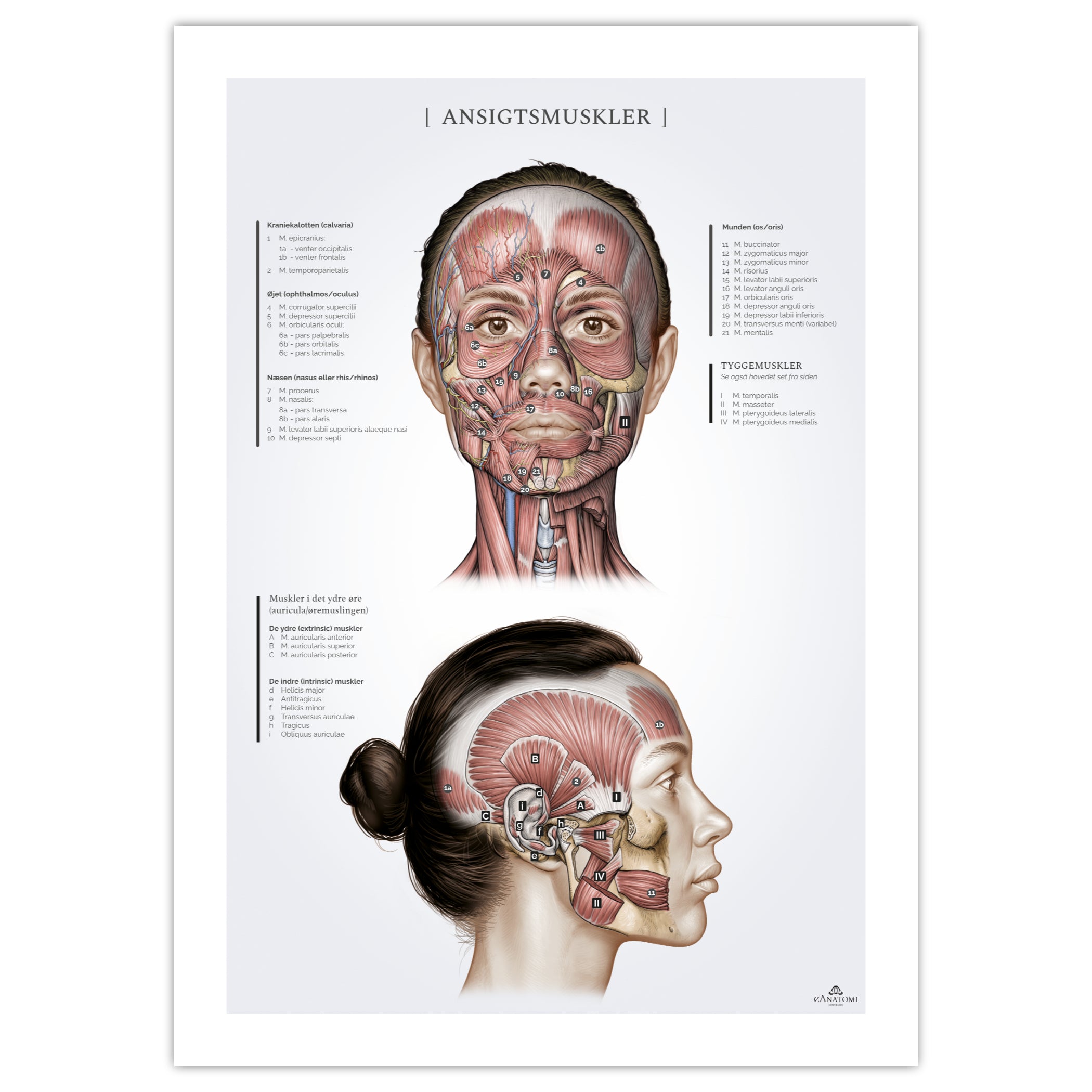 Ansigtsmuskler hos kvinden, anatomi plakat © eAnatomi