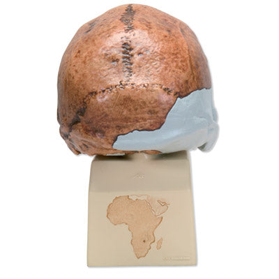 Antropologisk kranie, Homo rhodesiensis