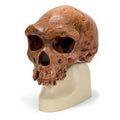 Antropologisk skalle, Homo rhodesiensis